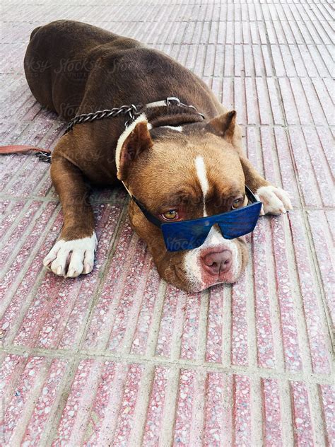 pitbull wearing sunglasses.